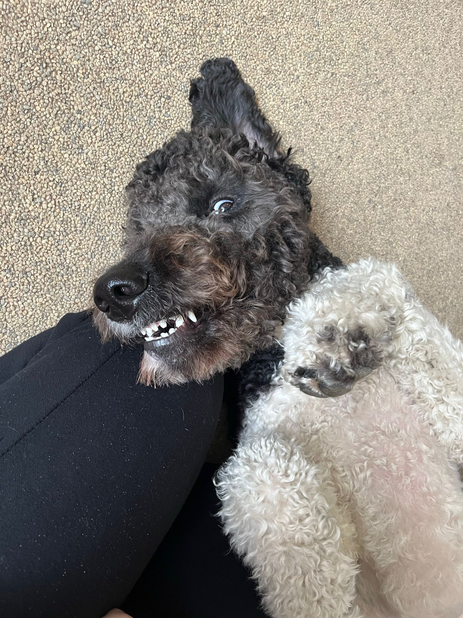 Benji